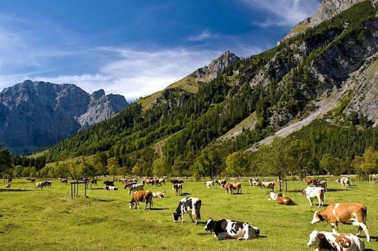 Alpenfreund Lägenhet Mittenwald Exteriör bild